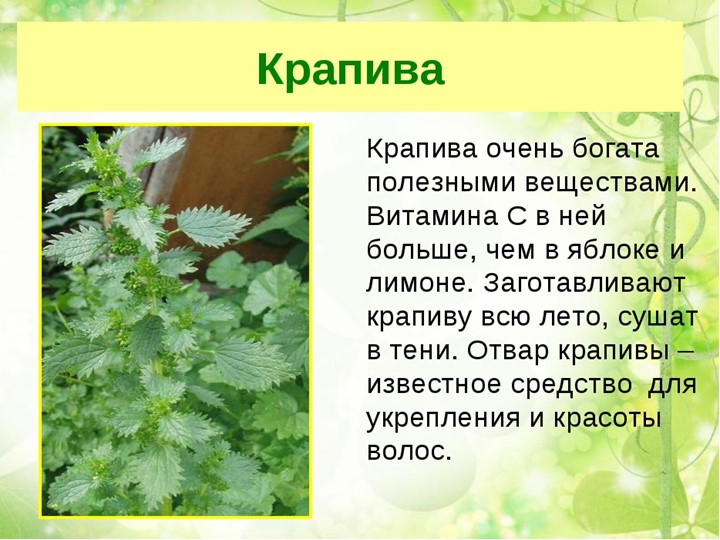 " Лекарственные растения в жизни человека"