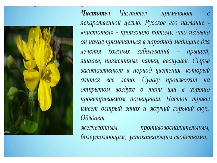 " Лекарственные растения в жизни человека"