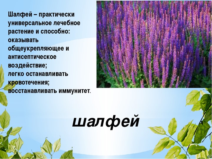 " Лекарственные растения в жизни человека"