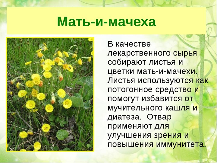 " Лекарственные растения в жизни человека"