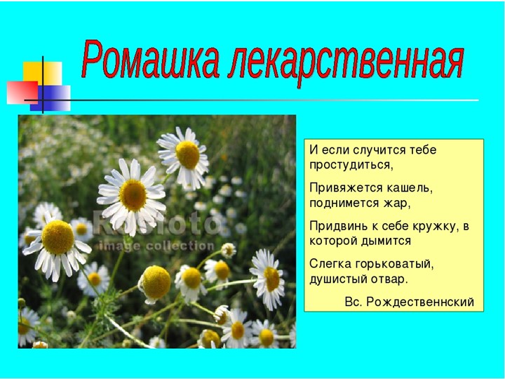 " Лекарственные растения в жизни человека"