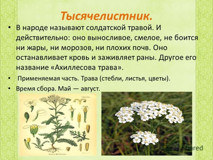 " Лекарственные растения в жизни человека"
