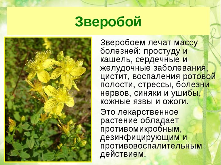 " Лекарственные растения в жизни человека"