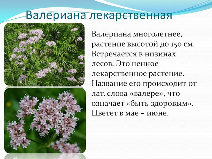 " Лекарственные растения в жизни человека"