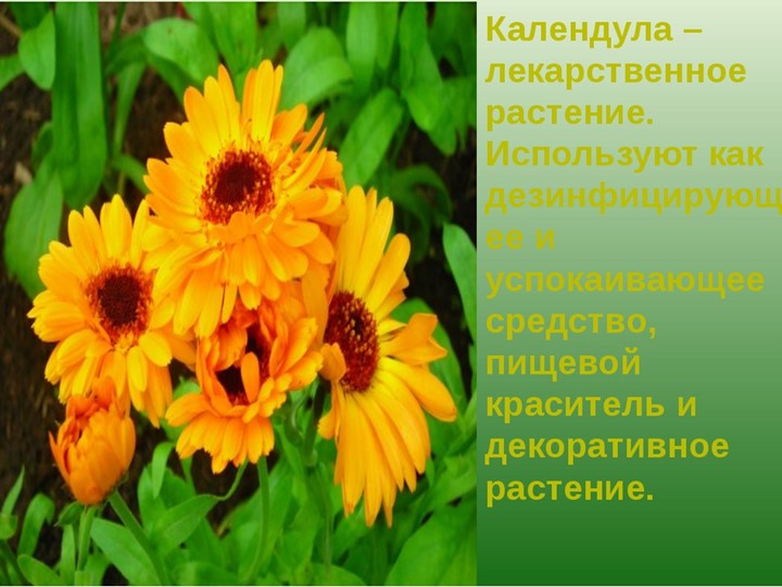 " Лекарственные растения в жизни человека"