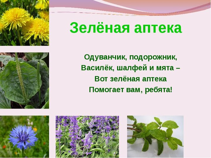 " Лекарственные растения в жизни человека"
