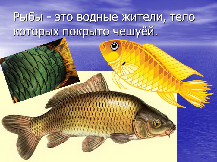 Презентация по познавательному развитию на тему "Кто такие рыбы?"