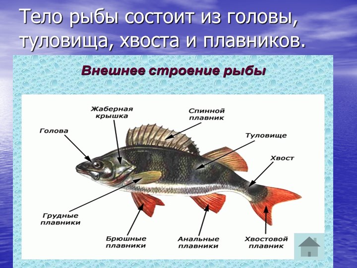Презентация по познавательному развитию на тему "Кто такие рыбы?"