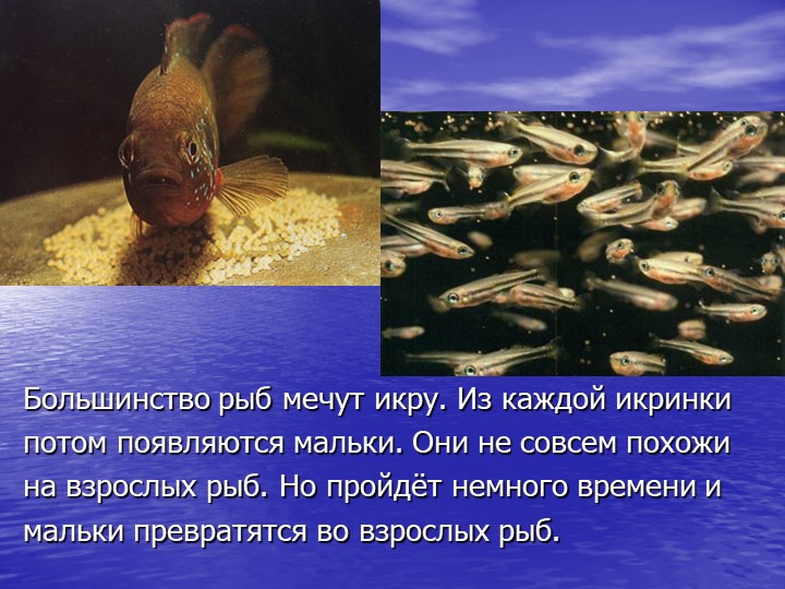 Презентация по познавательному развитию на тему "Кто такие рыбы?"