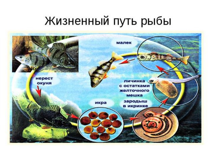 Презентация по познавательному развитию на тему "Кто такие рыбы?"