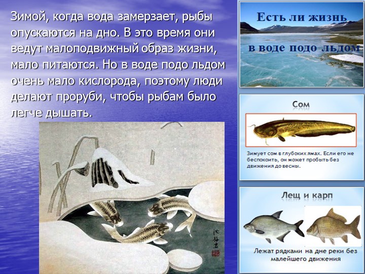 Презентация по познавательному развитию на тему "Кто такие рыбы?"