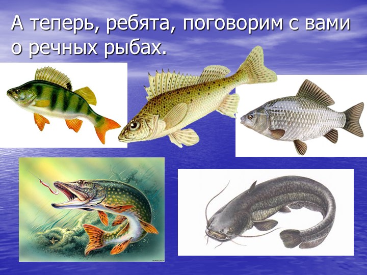 Презентация по познавательному развитию на тему "Кто такие рыбы?"