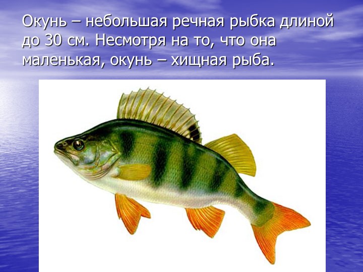 Презентация по познавательному развитию на тему "Кто такие рыбы?"