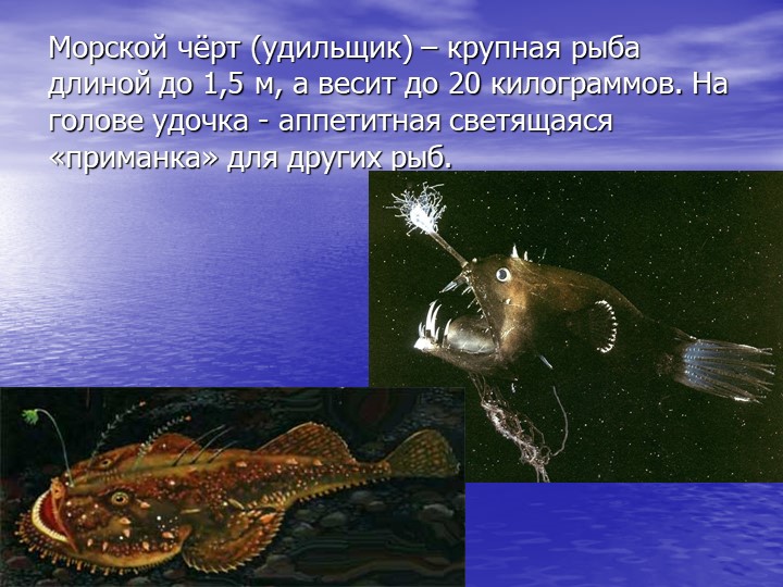 Презентация по познавательному развитию на тему "Кто такие рыбы?"