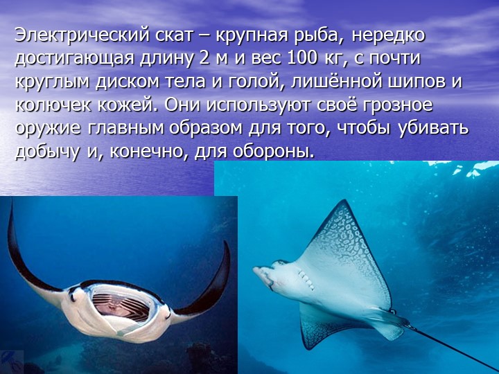 Презентация по познавательному развитию на тему "Кто такие рыбы?"