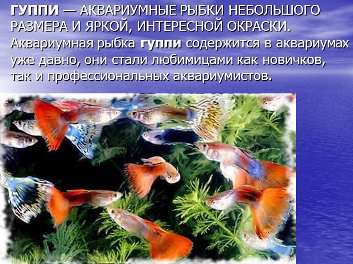 Презентация по познавательному развитию на тему "Кто такие рыбы?"