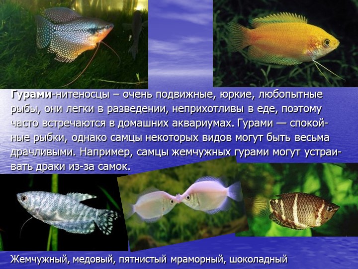 Презентация по познавательному развитию на тему "Кто такие рыбы?"