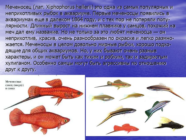 Презентация по познавательному развитию на тему "Кто такие рыбы?"