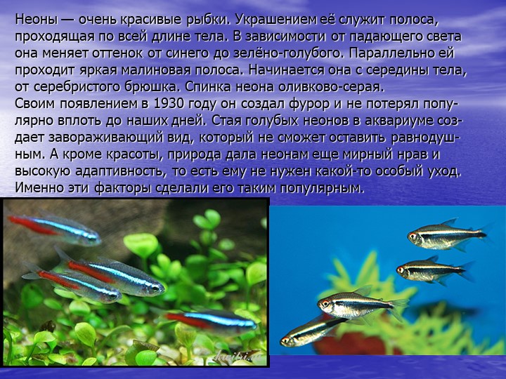 Презентация по познавательному развитию на тему "Кто такие рыбы?"