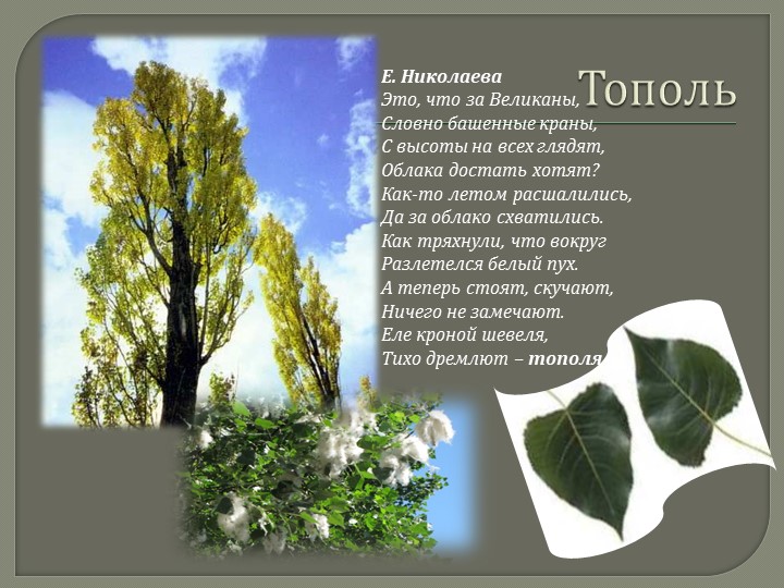 Презентация по экологическому воспитанию "деревья"