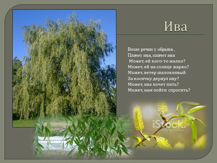 Презентация по экологическому воспитанию "деревья"