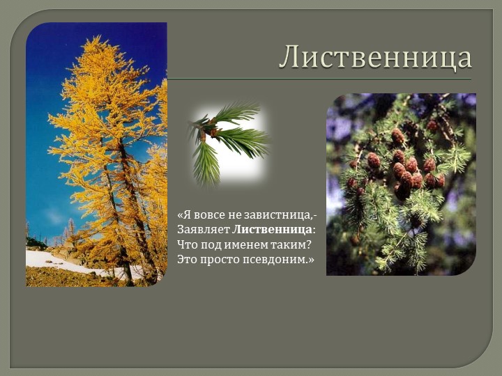 Презентация по экологическому воспитанию "деревья"