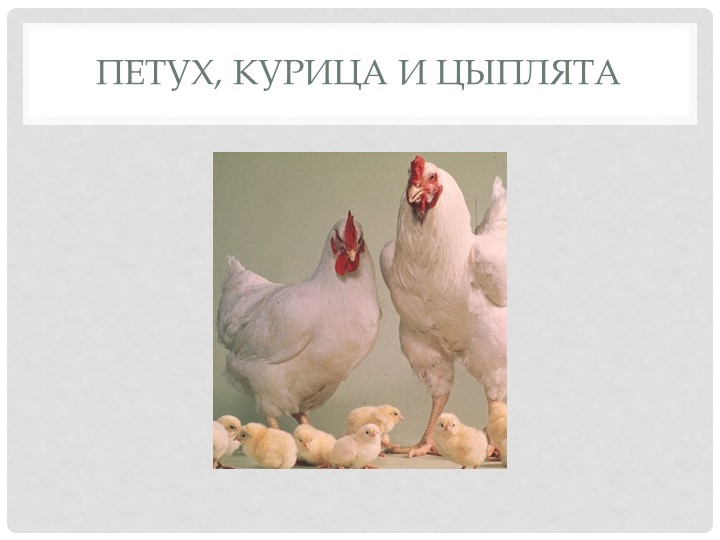 Презентация для детей младшего и среднего дошкольного возраста "Домашние птицы"