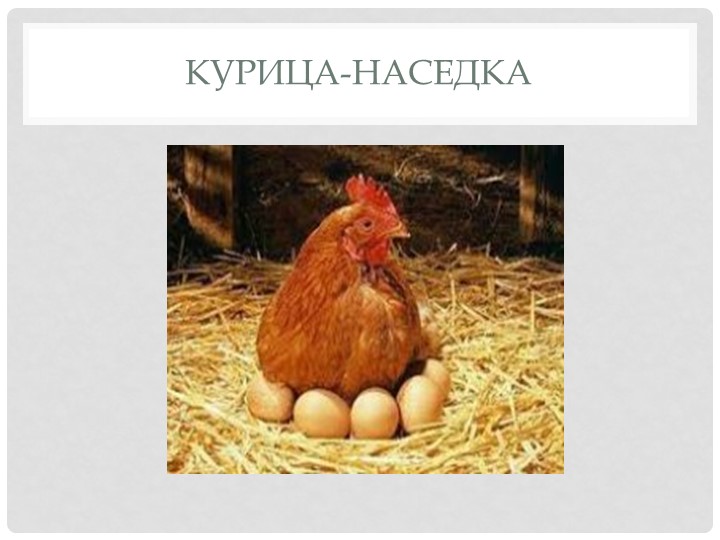 Презентация для детей младшего и среднего дошкольного возраста "Домашние птицы"