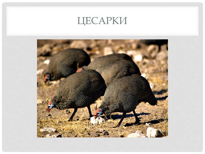 Презентация для детей младшего и среднего дошкольного возраста "Домашние птицы"