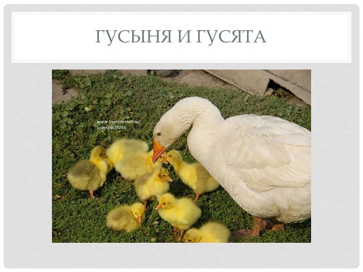 Презентация для детей младшего и среднего дошкольного возраста "Домашние птицы"