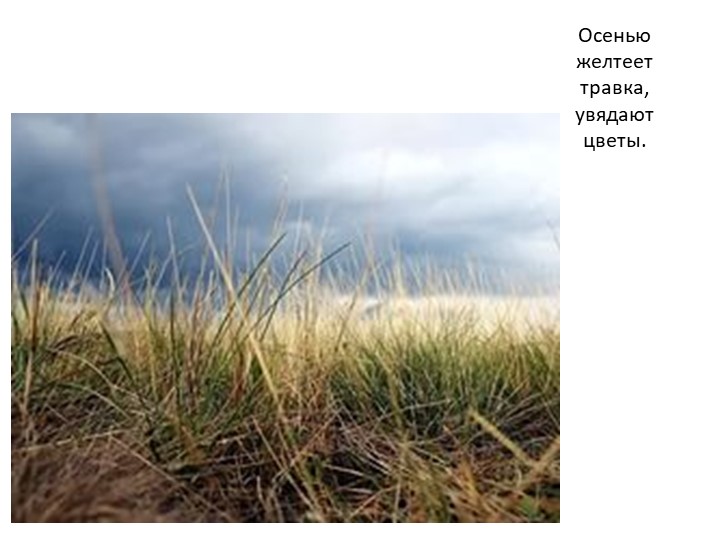 Презентация на тему "Осенние признаки"