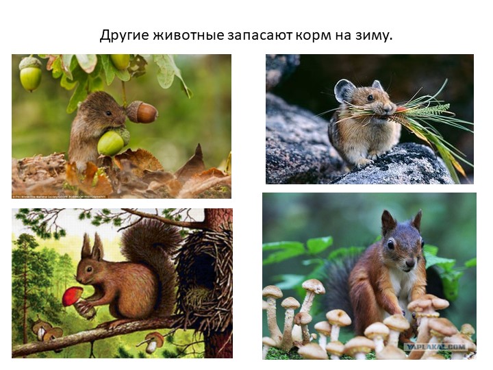 Презентация на тему "Осенние признаки"