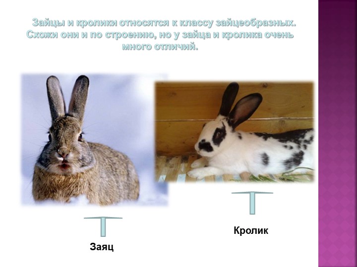 Презентация по окружающему миру в младшей группе №1 ГБОУ «Гимназия №1272» д/о «Академия детства» на тему «Животные»