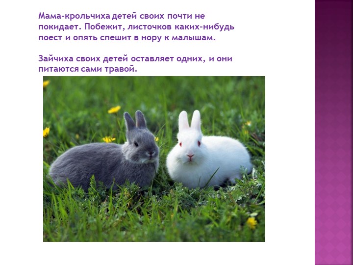 Презентация по окружающему миру в младшей группе №1 ГБОУ «Гимназия №1272» д/о «Академия детства» на тему «Животные»