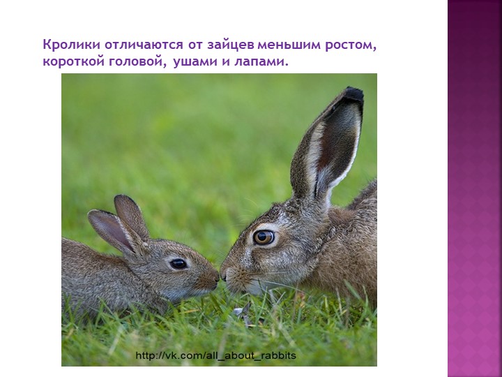 Как говорят зайчики. Заяц и кролик рядом. Заяц и кролик отличия. Разница между кроликом и зайцем. Заяц и кролик разница.