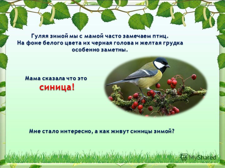 Презентация на тему "Синица,а как она живет"