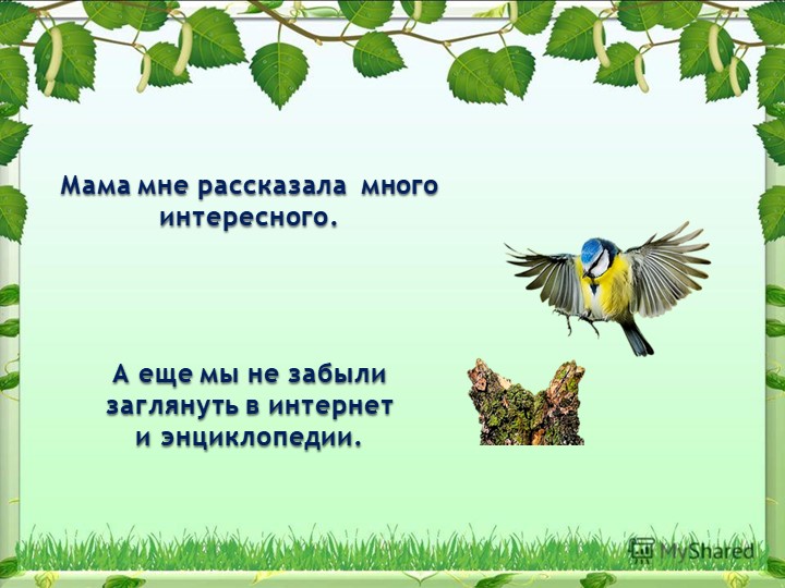 Презентация на тему "Синица,а как она живет"