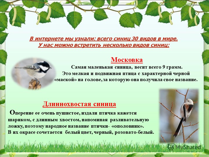 Презентация на тему "Синица,а как она живет"