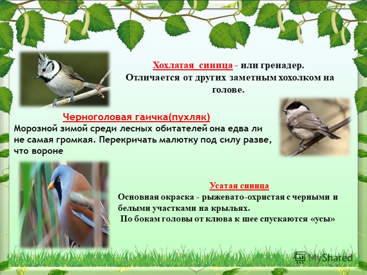 Презентация на тему "Синица,а как она живет"