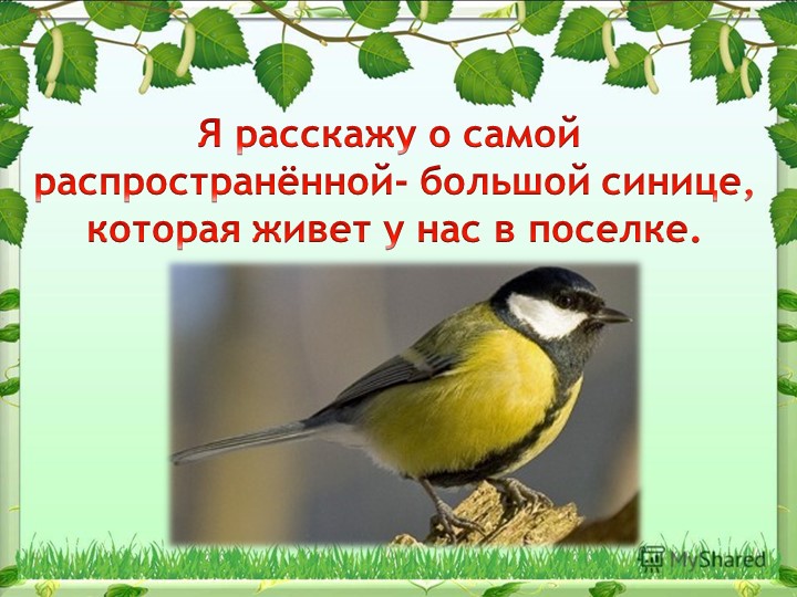 Презентация на тему "Синица,а как она живет"
