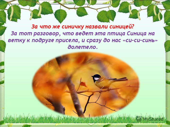 Презентация на тему "Синица,а как она живет"