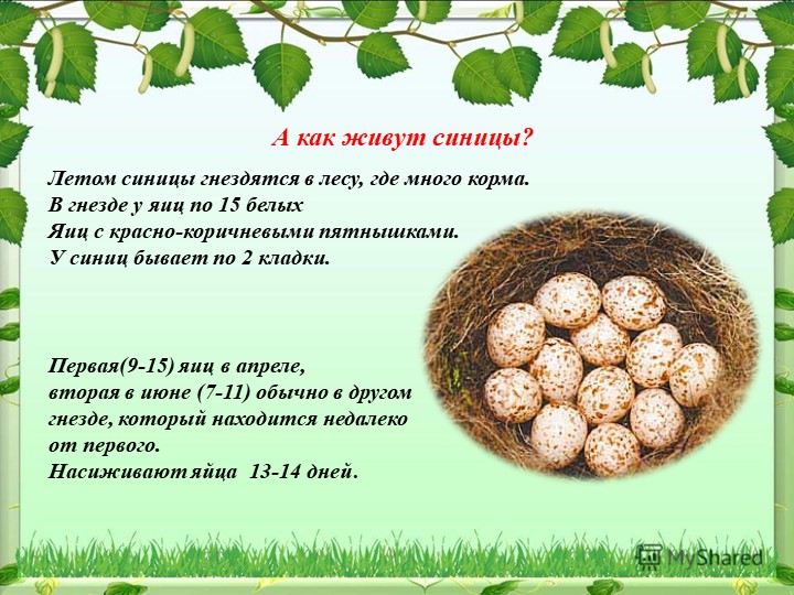 Презентация на тему "Синица,а как она живет"