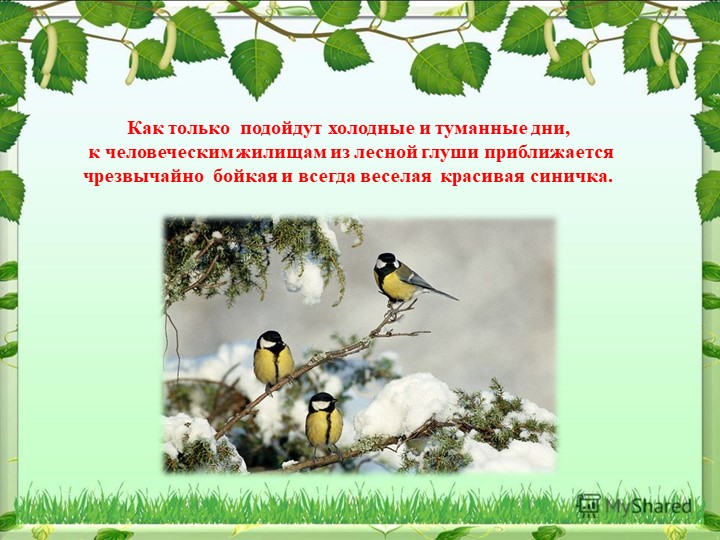 Презентация на тему "Синица,а как она живет"