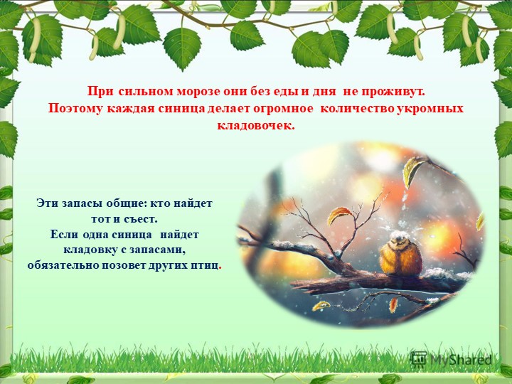 Презентация на тему "Синица,а как она живет"