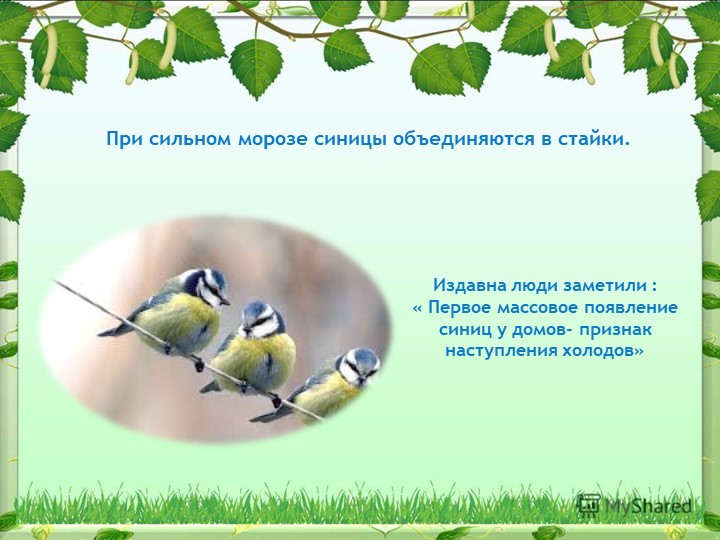 Презентация на тему "Синица,а как она живет"