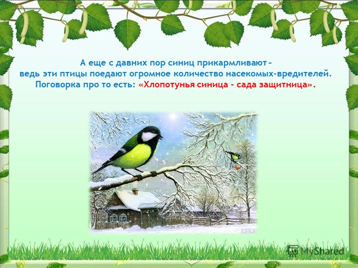 Презентация на тему "Синица,а как она живет"
