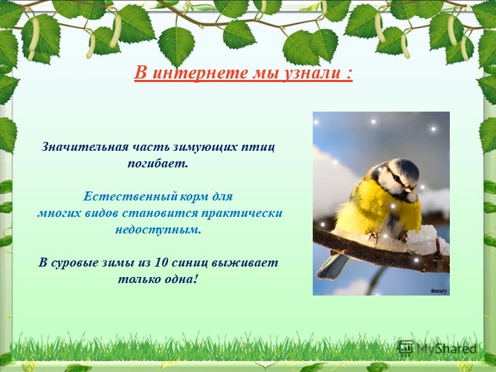 Презентация на тему "Синица,а как она живет"