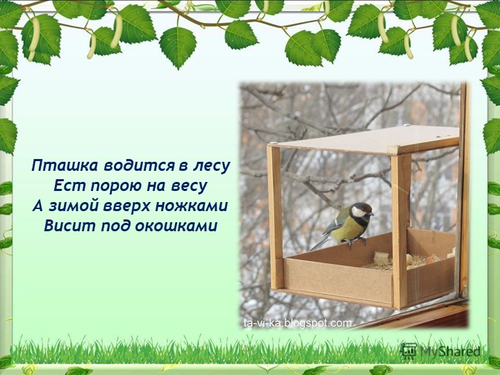 Презентация на тему "Синица,а как она живет"