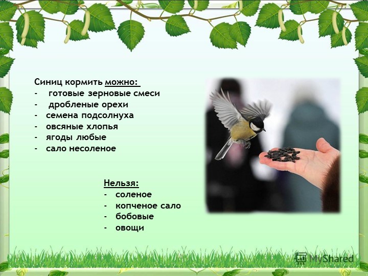 Презентация на тему "Синица,а как она живет"