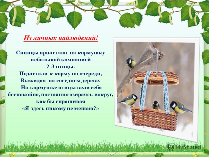 Презентация на тему "Синица,а как она живет"